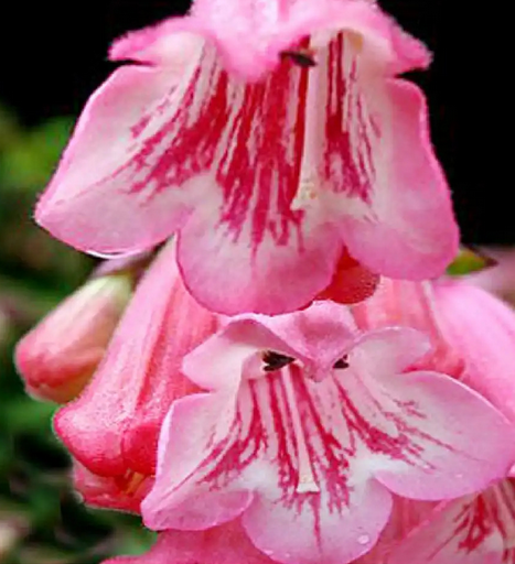 Penstemon rose gorge veinée