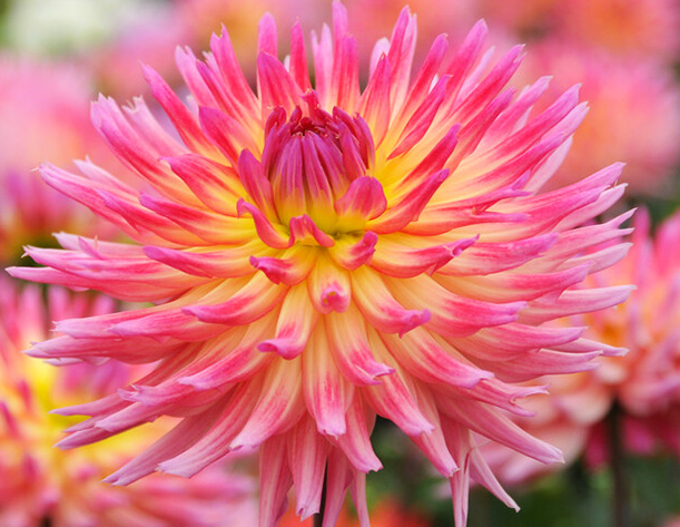 Dahlia Cactus rose nankin lilacé à base jaune